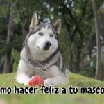 mascota feliz