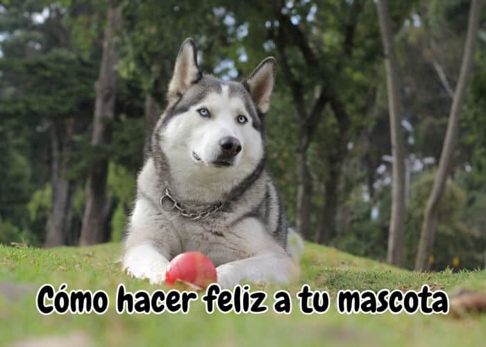 mascota feliz