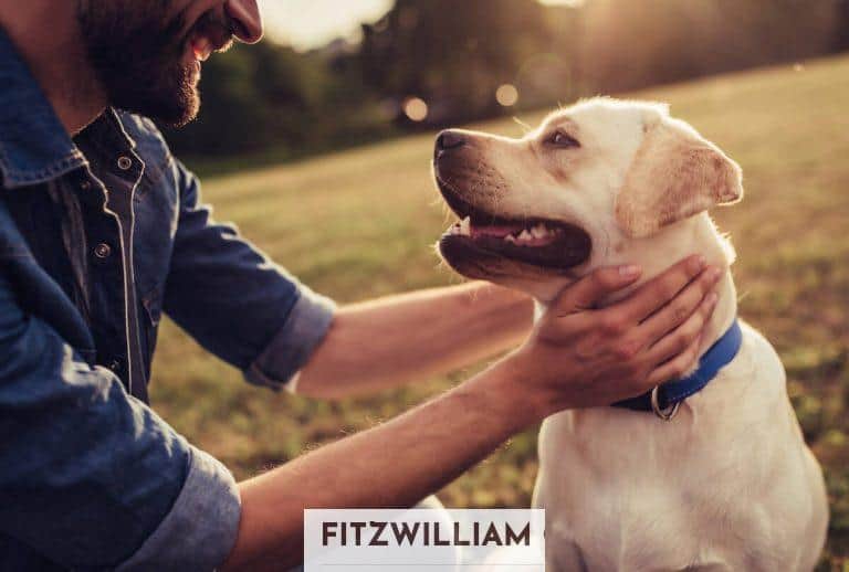 Consejos para el cuidado de mascotas