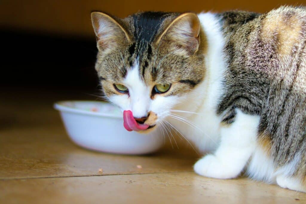 evolucionado la alimentación de mascotas