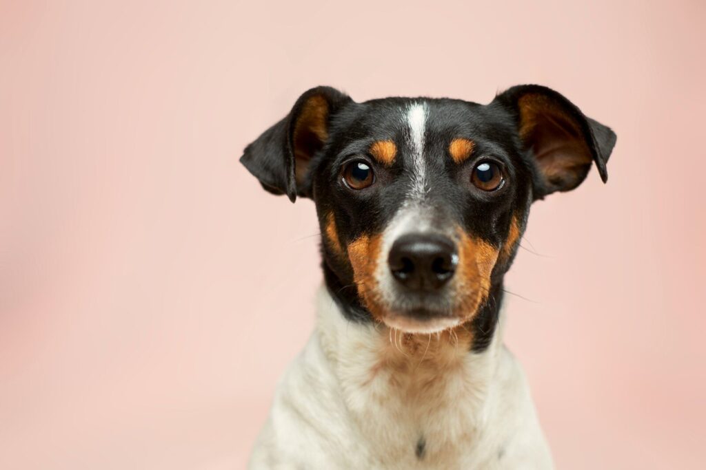 historia de los animales domésticos y su relación con los humanos