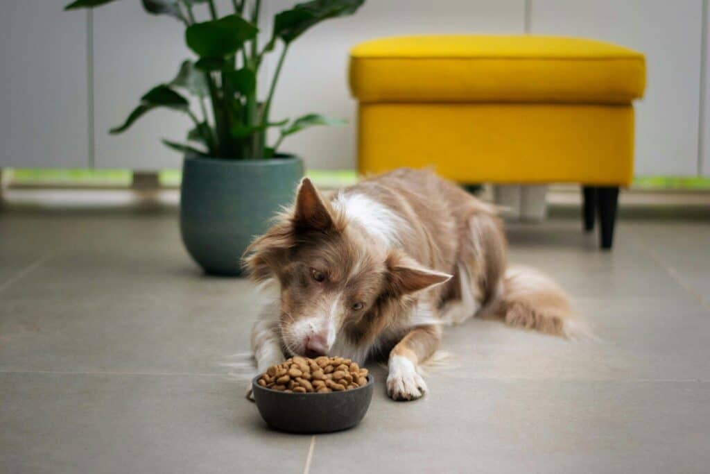 Perro disfrutando de comida natural en un plato negro en casa.