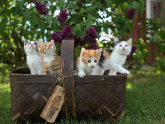 La historia de los animales domésticos y su relación con los humanos